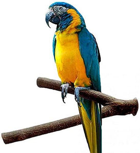 VANVENE 2pcs Bird Parrot Natural Wood Fork Stand  Perch Toy-14CM Birdcage Stands Pet Bird  Toys 5.5inch